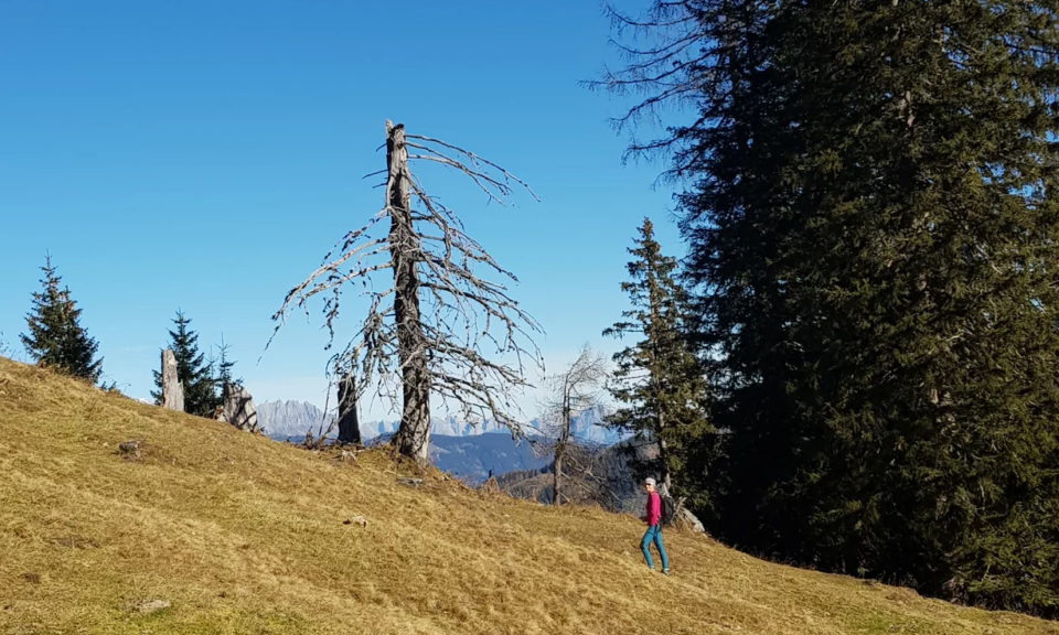Person in a red jacket walks on a grassy hillside with sparse trees under a clear blue sky, conveying a sense of serenity and solitude.